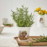 Royal Worcester Wrendale Herb Pot - New Beginnings